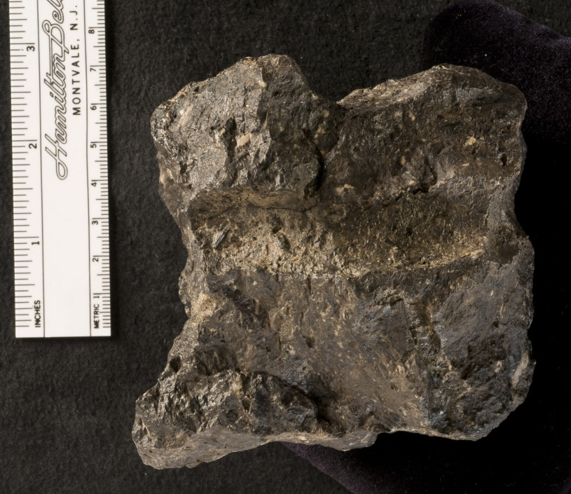 Coprolite in Natural History Museum of Los Angeles County Dinosaur Hall