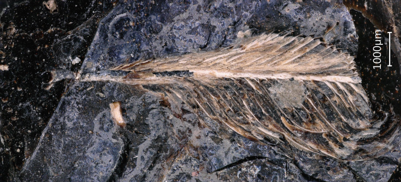 A white fossil feather in a black rocky background