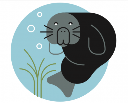 illustration of sea otter