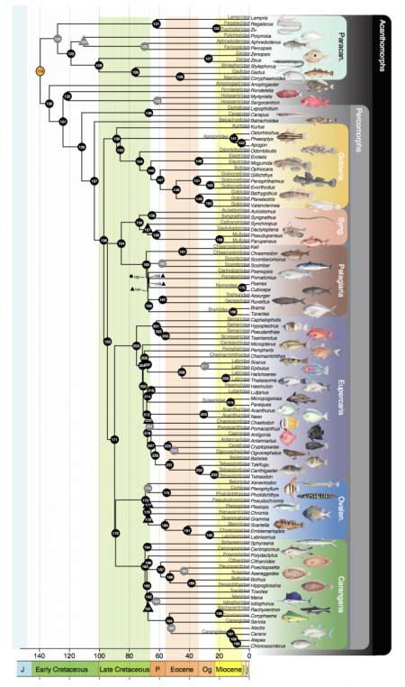fish family tree