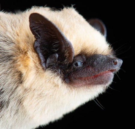 Canyon bat (Parastrellus hesperus)