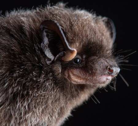 Silver-haired bat (Lasiurus noctivigans)