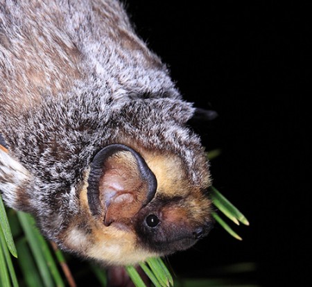 Hoary bat roosting in foliage