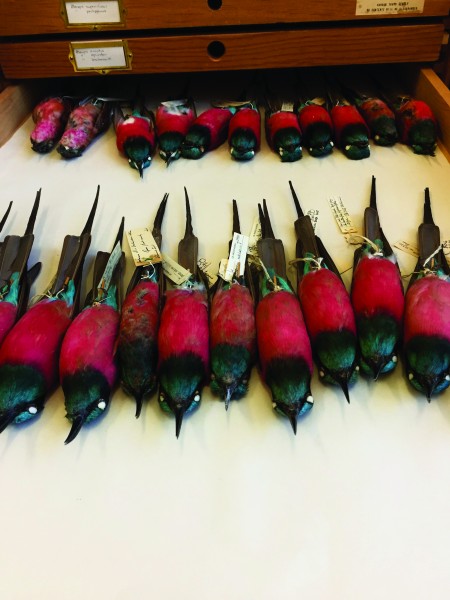 Carmine bee-eaters from NHM&#039;s bird collections