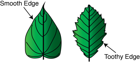 Image of leaf types