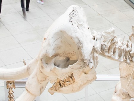 mammoth skull in age of mammals