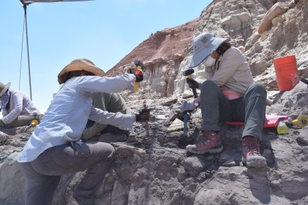 two women using tools to excavate a fossil out of the rock