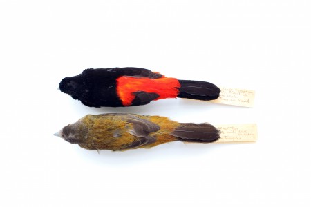 Flame rumped male and female