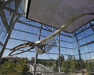 fin whale skeleton at NHM