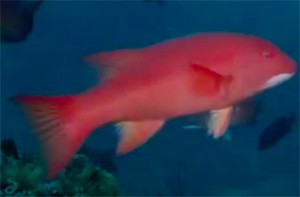 pink fish ocean experience