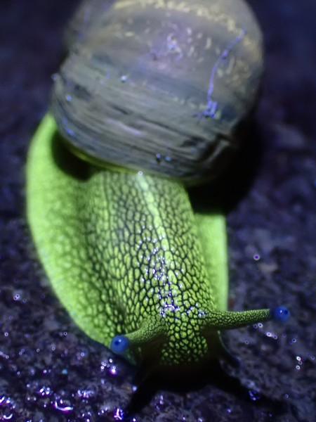 A photo of a snail fluorescing in bright green under UV light