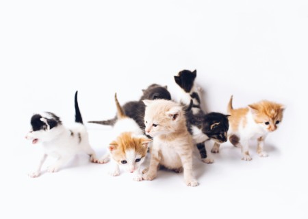 Black and white and orange and white kittens against a white background